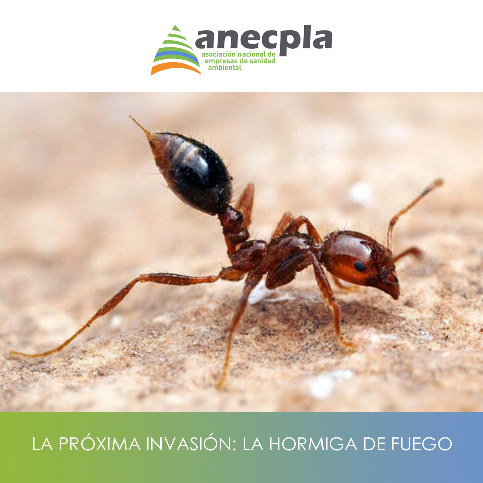 logo Anecpla